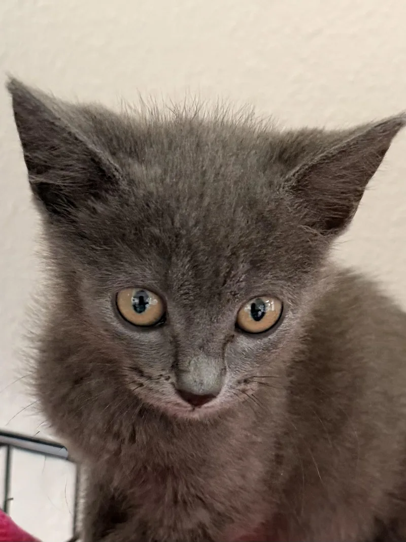 A baby small-sized female Gray / Blue / Silver Domestic Medium Hair cat named Cindy Lou for adoption in Baker, LA