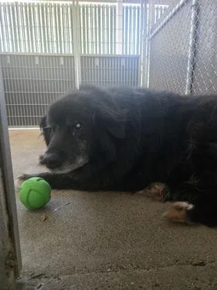 A senior medium-sized male Border Collie dog named Shep for adoption in Sacramento, CA