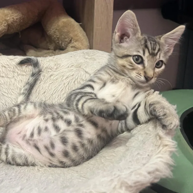 A baby small-sized male Gray / Blue / Silver Domestic Short Hair cat named Peanut for adoption in San Diego, CA