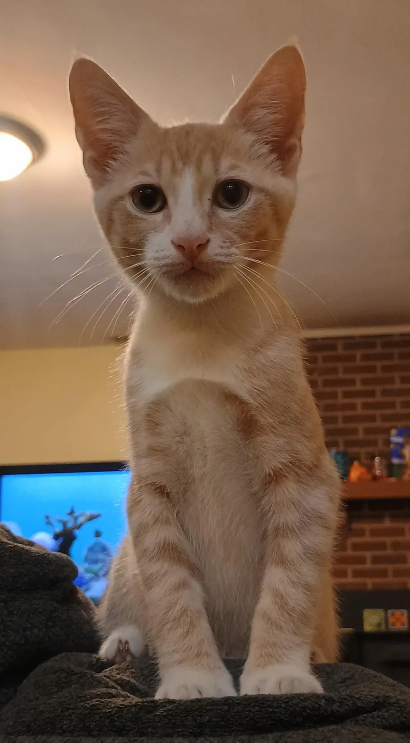 A young medium-sized male Domestic Short Hair cat named Hickory for adoption in Pittsboro, NC