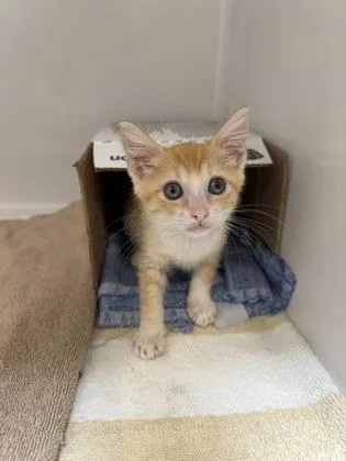 A baby small-sized female Domestic Short Hair cat named MarMar for adoption in Honolulu, HI