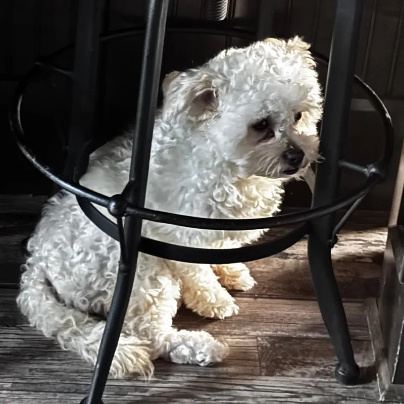 An adult small-sized female Miniature Poodle dog named Daisy Anne for adoption in Houston, TX