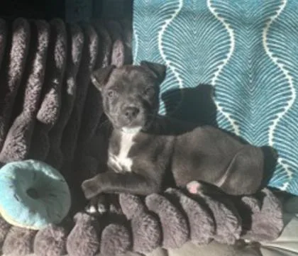 A baby large-sized female American Staffordshire Terrier dog named Pocoyo for adoption in Sacramento, CA