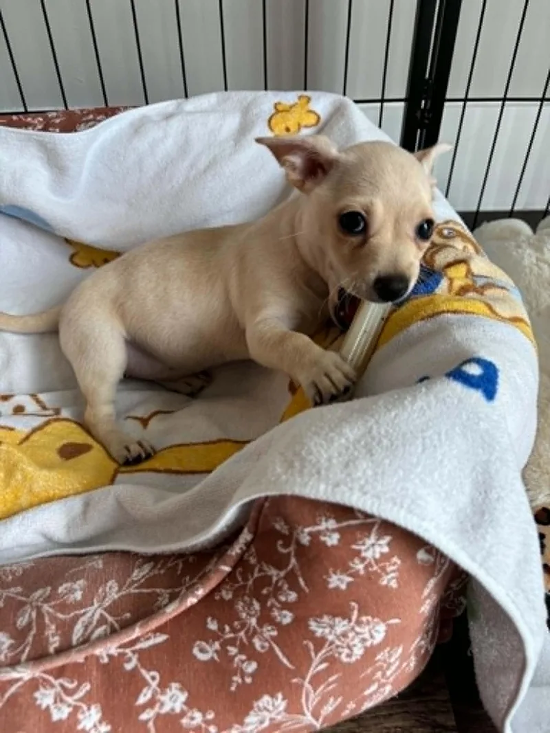 A baby small-sized female Apricot / Beige Chihuahua dog named Arugula for adoption in Houston, TX