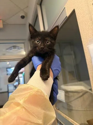 A baby medium-sized female Domestic Short Hair cat named Work Travel for adoption in Washington, DC