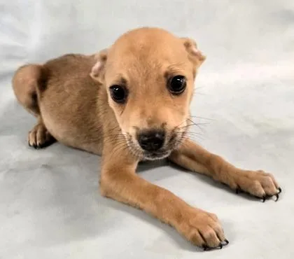 A baby medium-sized male Chihuahua dog named Clifford for adoption in Morton Grove, IL