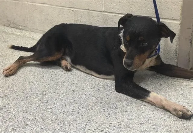 An adult medium-sized male Beagle dog named A for adoption in Conroe, TX