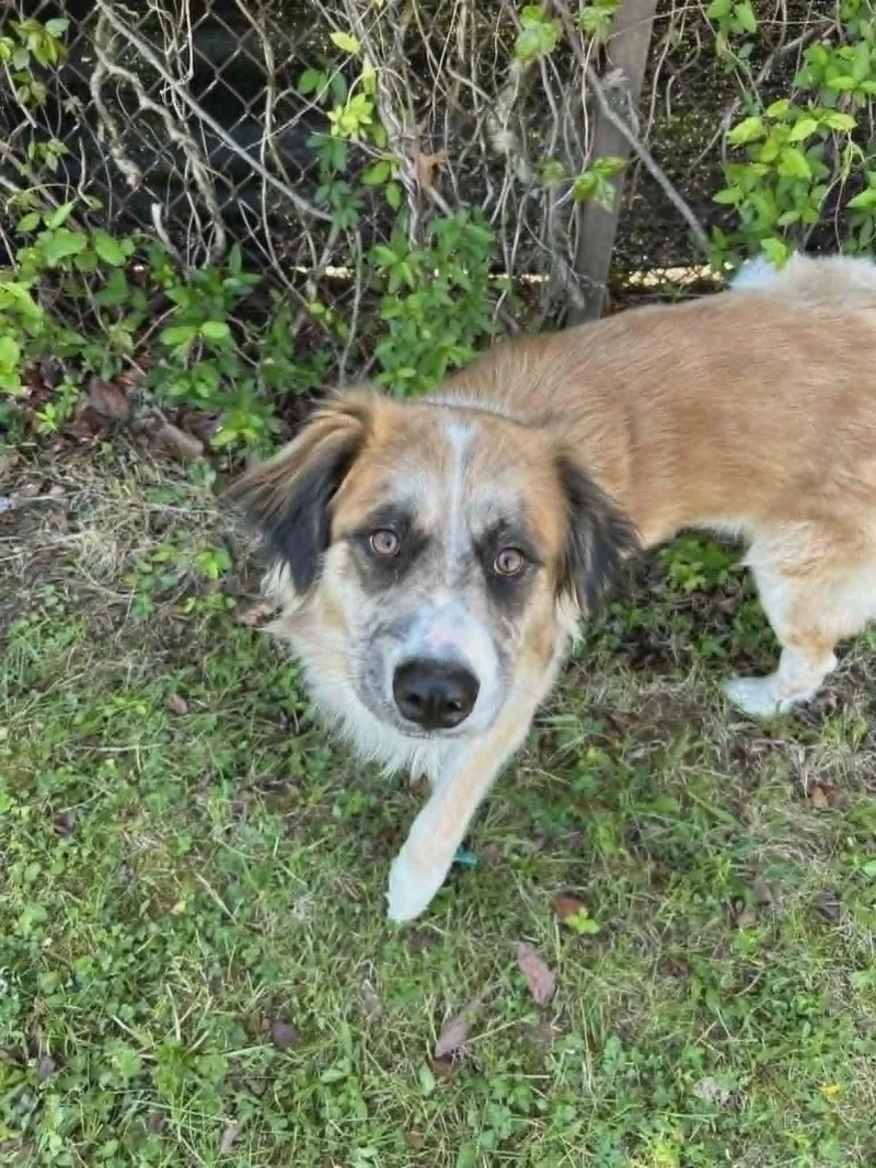 An adult large-sized male Brown / Chocolate Great Pyrenees dog named Clifford for adoption in Clayton, NJ