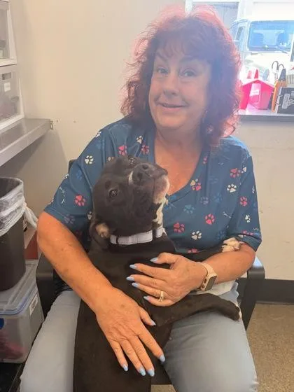 A young medium-sized female Black Pit Bull Terrier dog named Dream for adoption in Cleveland, OH