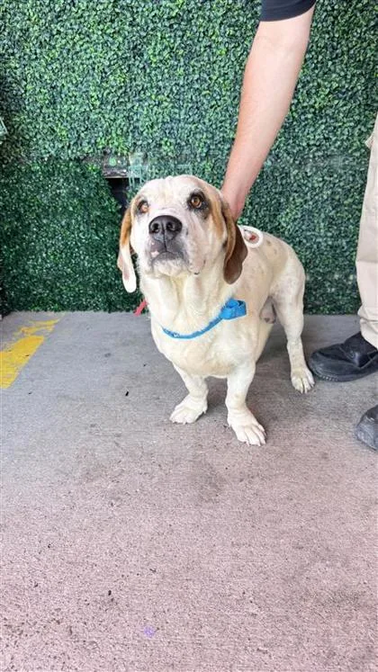An adult medium-sized male White / Cream Basset Hound dog named 61427673 for adoption in El Paso, TX