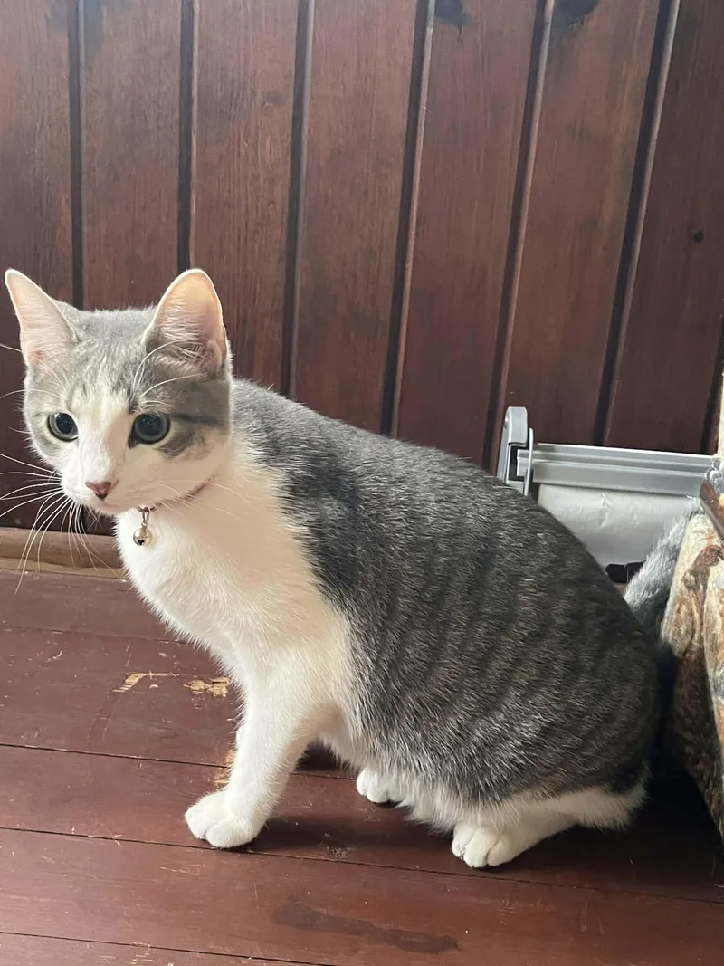 A young medium-sized female Gray & White Domestic Short Hair cat named Penny for adoption in hinckley, IL