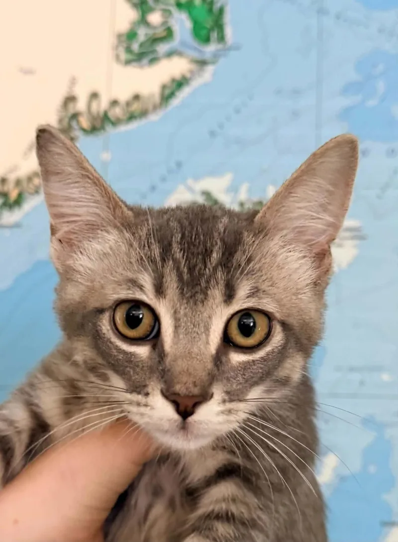 A baby medium-sized male Domestic Short Hair cat named Dracula for adoption in Lincoln, CA