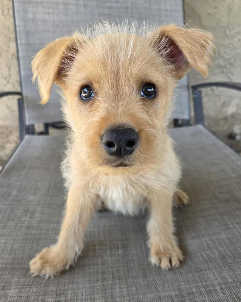 A baby medium-sized male Terrier dog named Scruffy for adoption in Corona, CA