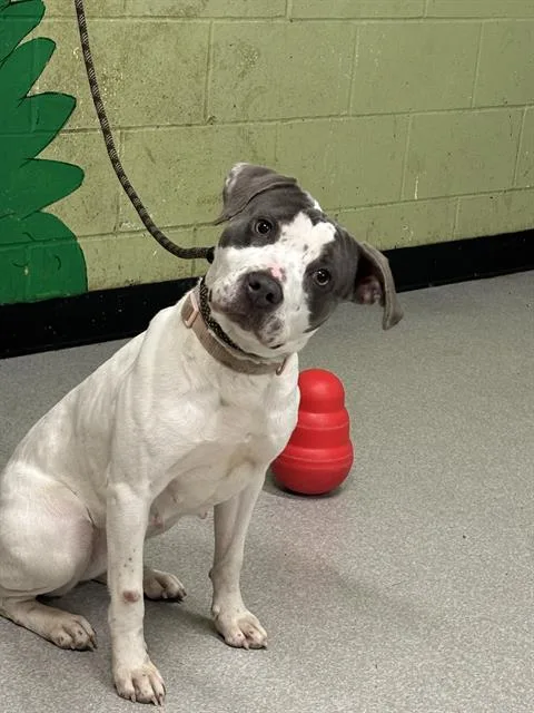 An adult medium-sized female Pit Bull Terrier dog named Darla for adoption in Indianapolis, IN
