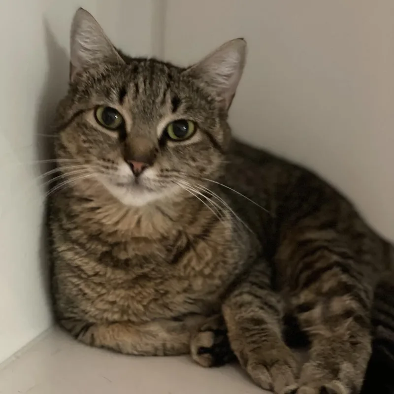 An adult medium-sized female Brown / Chocolate Domestic Short Hair cat named Negroni for adoption in South Burlington, VT
