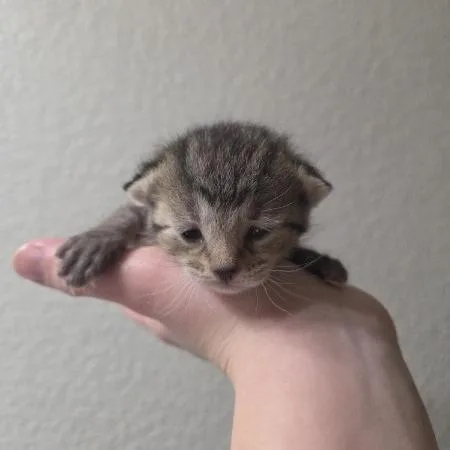 A baby small-sized female Brown / Chocolate Domestic Short Hair cat named Pike Pole for adoption in West Olive, MI