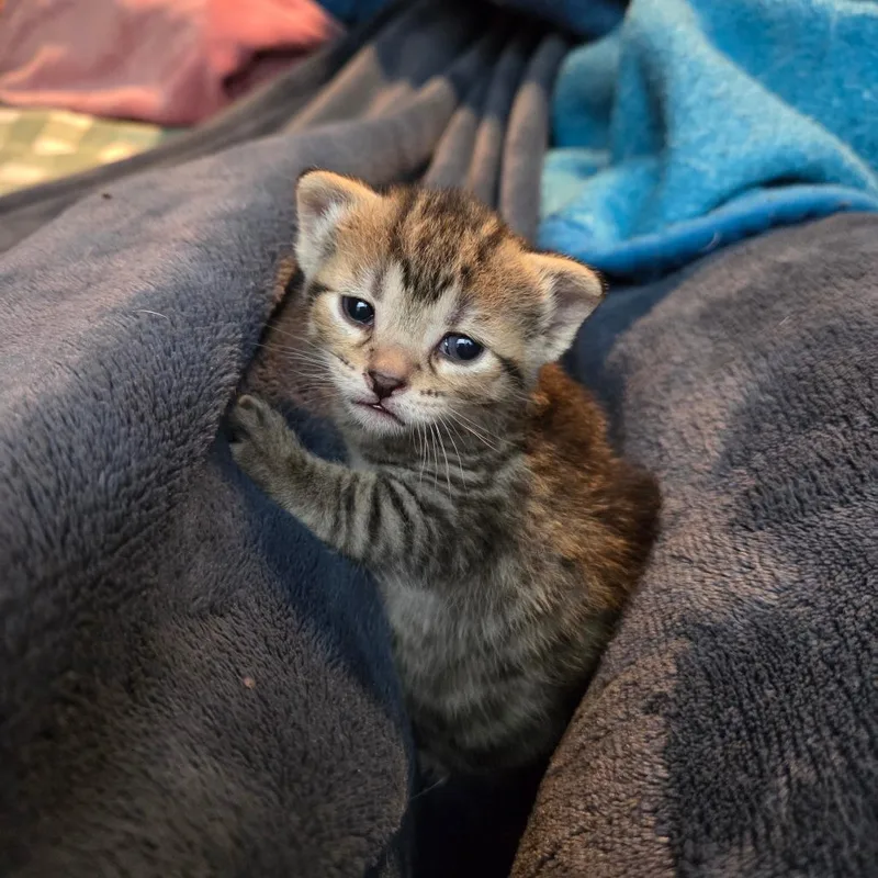 Pike Pole thumbnail 2