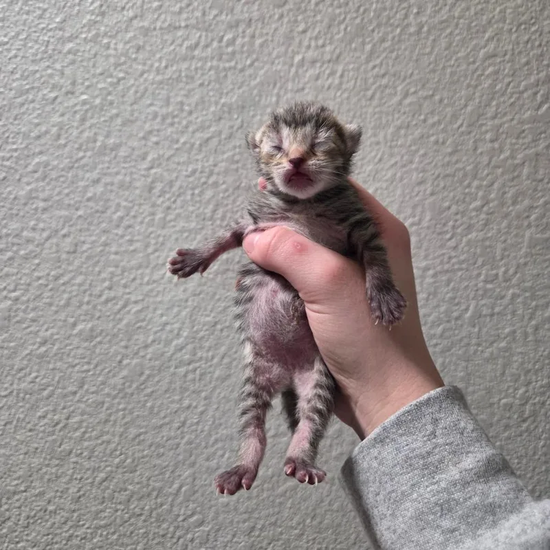 Pike Pole thumbnail 3