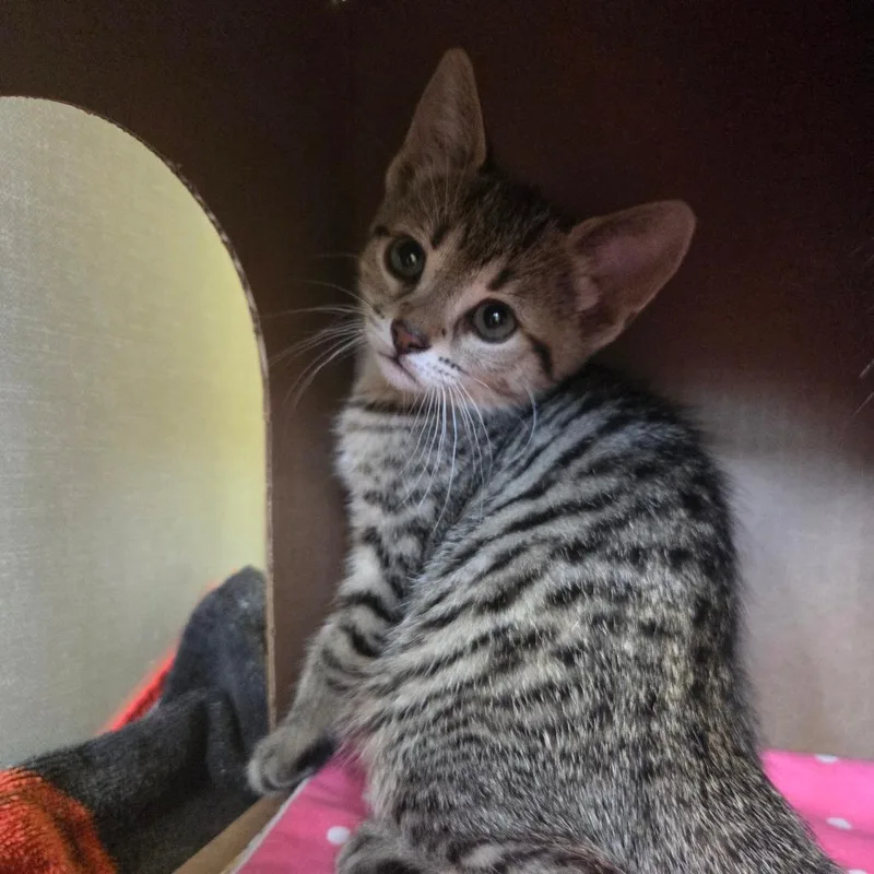 Pike Pole thumbnail 4