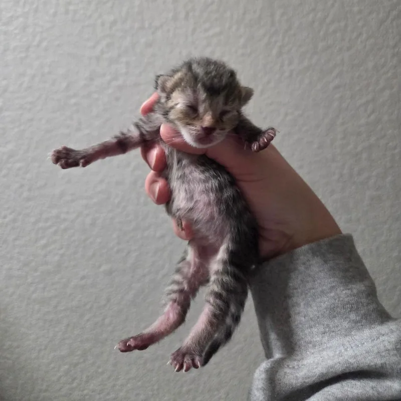 Pike Pole thumbnail 5