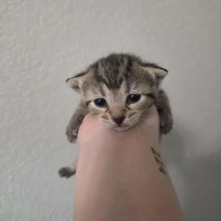 Pike Pole thumbnail 6