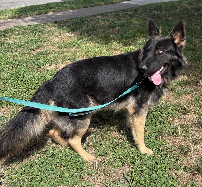 An adult large-sized male German Shepherd Dog dog named Perrin for adoption in Dallas, TX