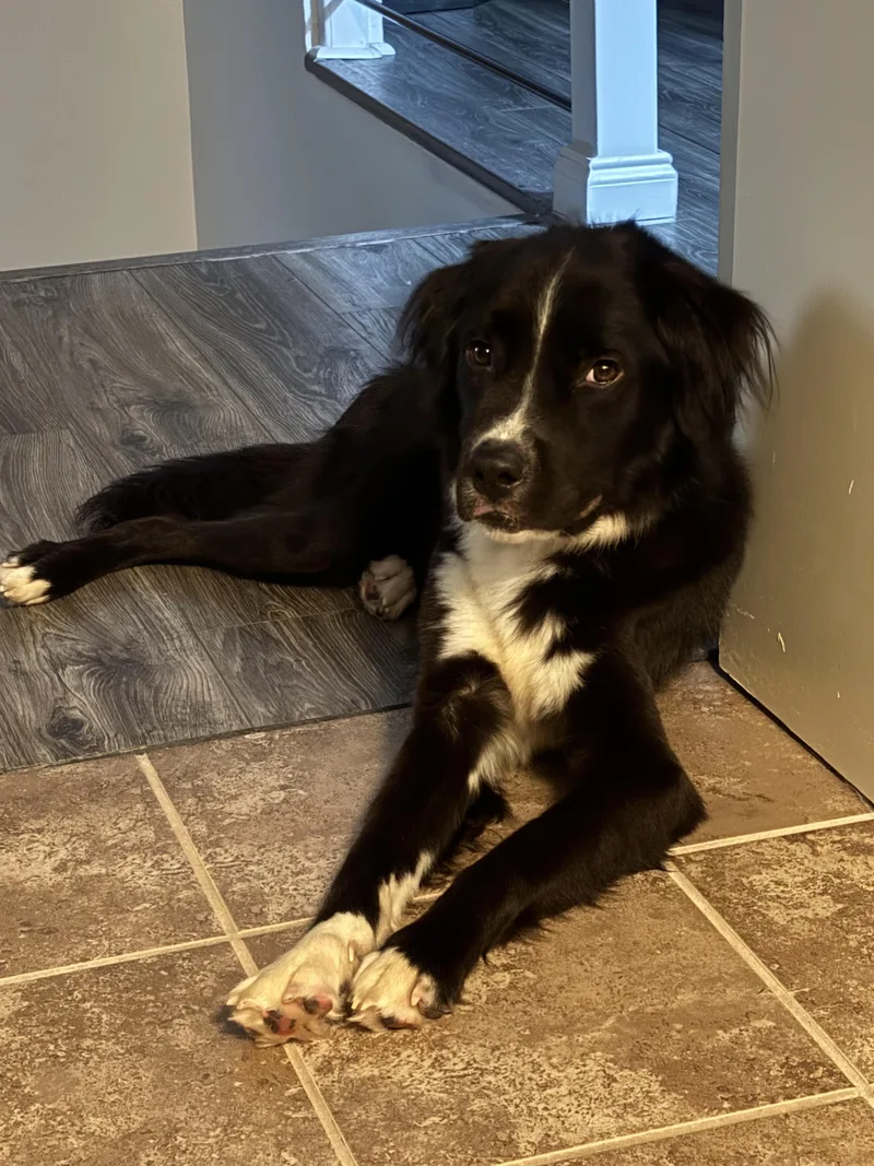 An adult medium-sized male Border Collie dog named Rocko for adoption in Cumming, GA