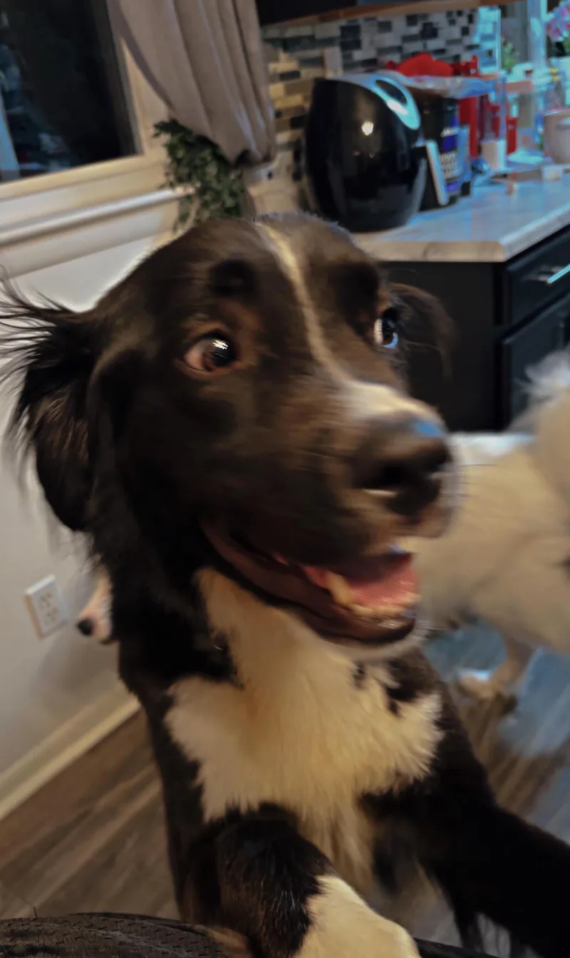 Rocko thumbnail 5