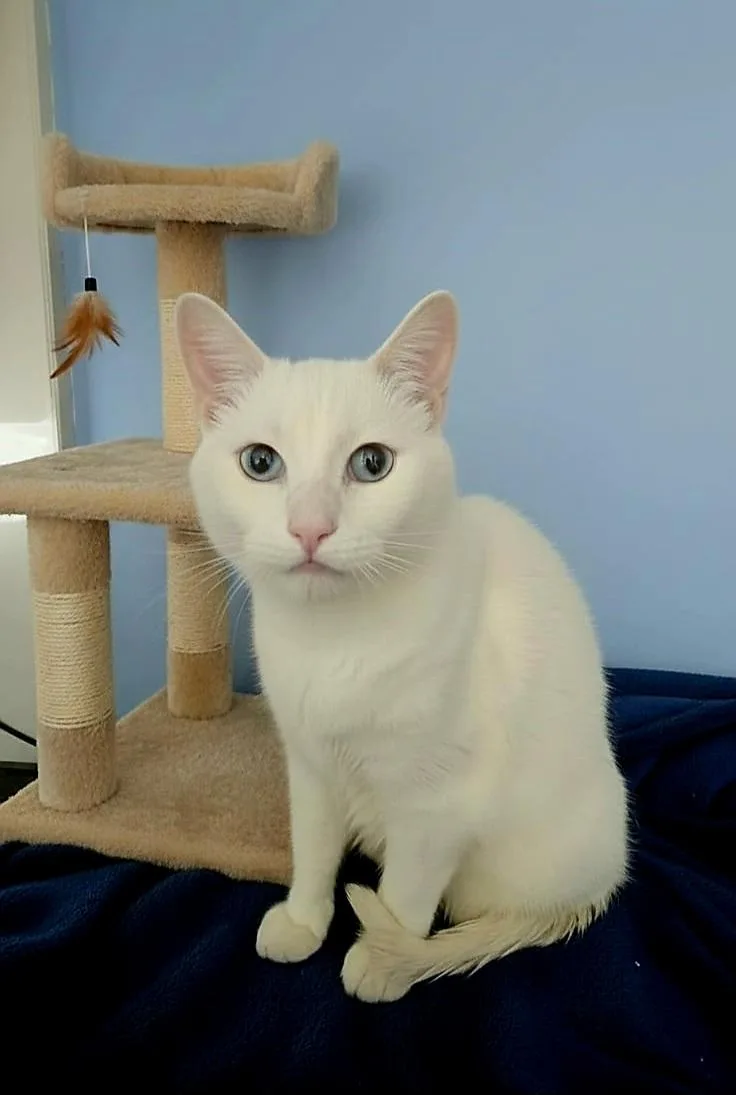 A young medium-sized male Turkish Angora cat named Alfredo for adoption in SCOTTSDALE, AZ
