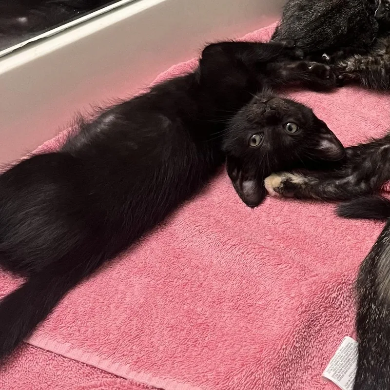 A baby small-sized male Black Domestic Short Hair cat named Flint for adoption in Houston, TX
