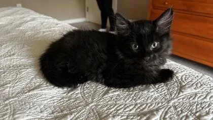 Berlioz