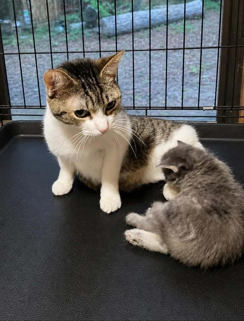 A young large-sized female Domestic Short Hair cat named Ducky for adoption in Dalton, GA