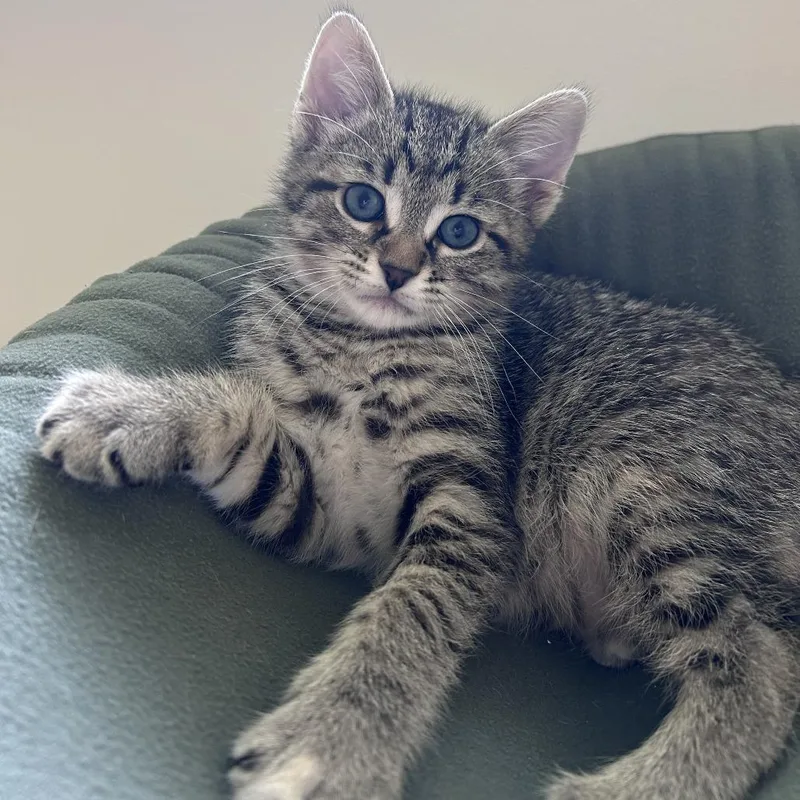 A baby small-sized female Brown / Chocolate Domestic Short Hair cat named Breadstick for adoption in Normal, IL
