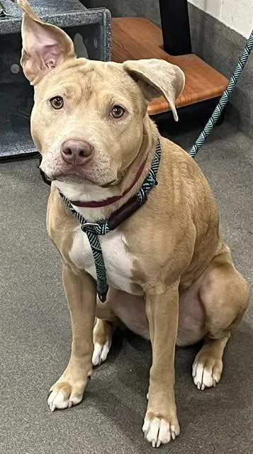 An adult medium-sized female Pit Bull Terrier dog named Agatha for adoption in Upper Marlboro, MD