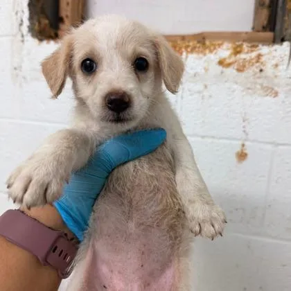 A baby small-sized female Poodle dog named Sandwich for adoption in Morton Grove, IL