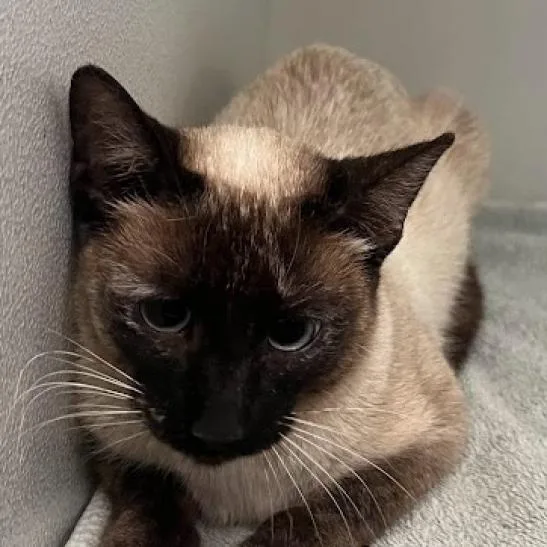 An adult medium-sized female Tortoiseshell Siamese cat named Phoebe for adoption in Hemet, CA