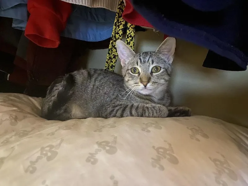 A baby small-sized male Domestic Short Hair cat named Chili for adoption in Dallas, TX
