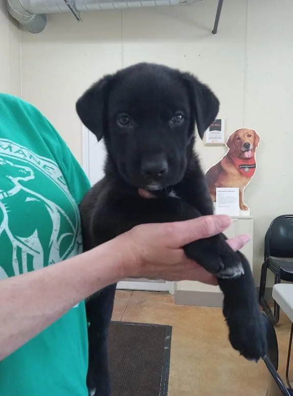 A baby large-sized male Black Labrador Retriever dog named Zucchini for adoption in Austin, MN