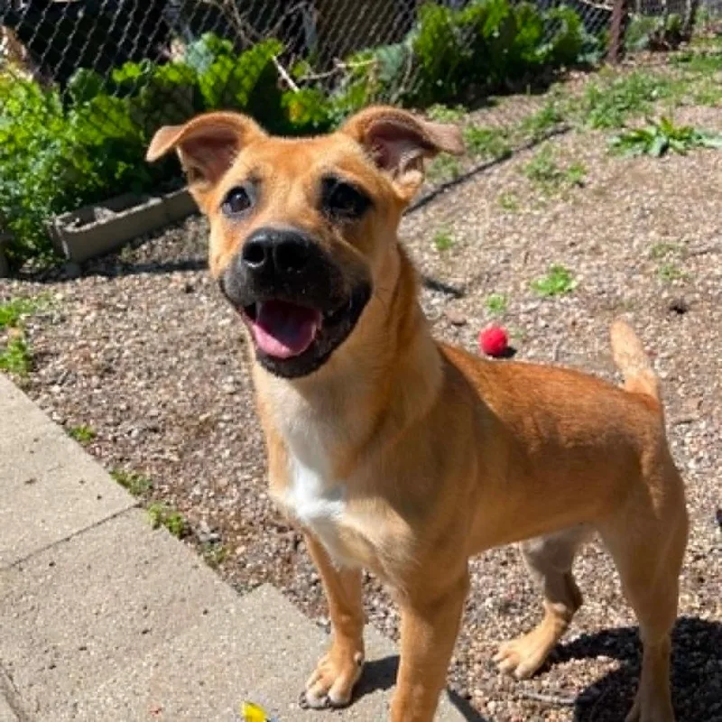A young small-sized female Yellow / Tan / Blond / Fawn Yellow Labrador Retriever dog named Radish D for adoption in Princeton, MN