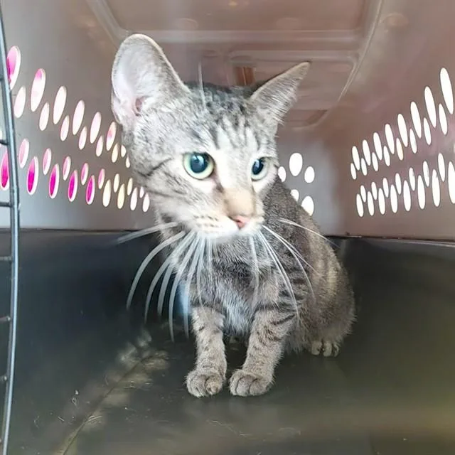 A young small-sized female Domestic Short Hair cat named Darla for adoption in Huntsville, AL