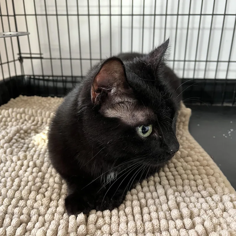 An adult medium-sized female Black American Shorthair cat named Lady Edgar for adoption in Hull, MA