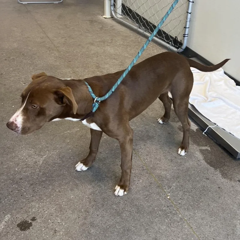 A young medium-sized male Brown / Chocolate Mixed Breed dog named Covington for adoption in Las Cruces, NM
