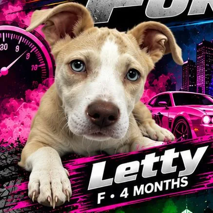 A young medium-sized female Pit Bull Terrier dog named Letty for adoption in Medford, NY