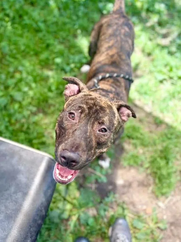 An adult medium-sized male Brindle Pit Bull Terrier dog named Ballad for adoption in Chicago, IL