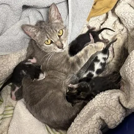 A young medium-sized female Gray / Blue / Silver Domestic Short Hair cat named Rhaenyra for adoption in Tempe, AZ