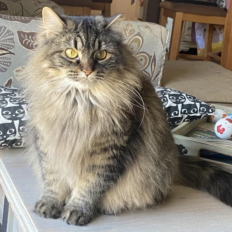 Fuzzball Worley thumbnail 2