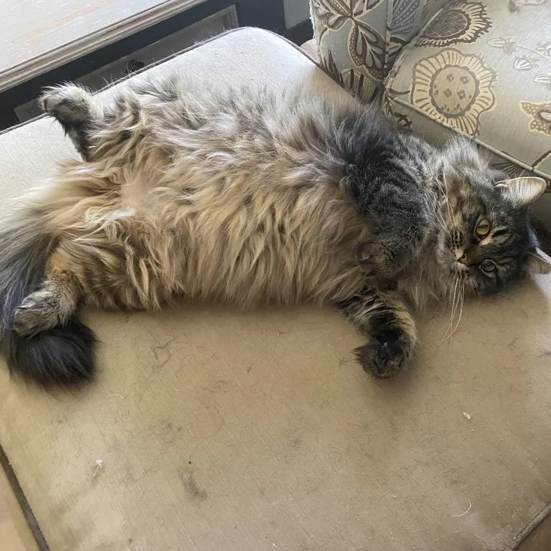 Fuzzball Worley thumbnail 3