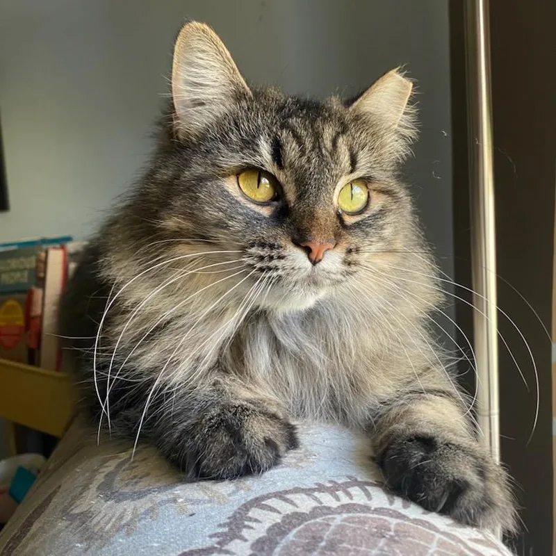 Fuzzball Worley thumbnail 4