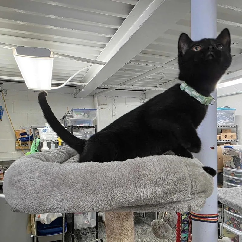 A baby small-sized male Black Domestic Short Hair cat named Austin for adoption in Falls Church, VA