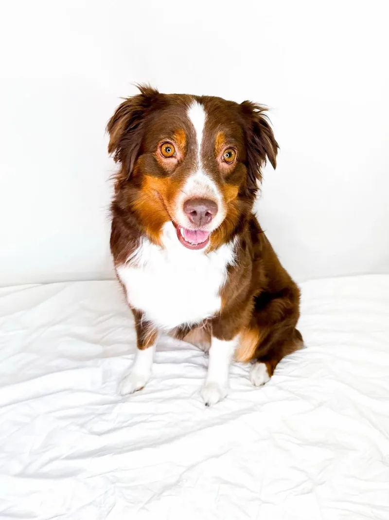 An adult medium-sized female Red / Chestnut / Orange Australian Shepherd dog named Reese for adoption in Bixby, OK